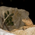 Lilford´s wall lizard (Podarcis lilfordi) Garry Smith...